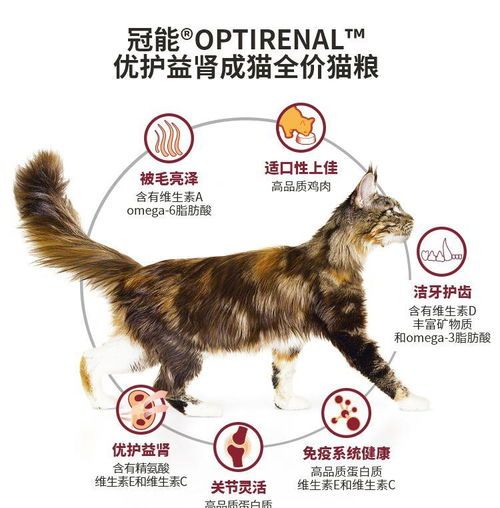自制干猫粮,宠物营养专家!