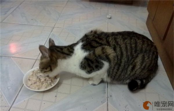 买不起猫粮给猫吃什么 可以用哪些食物代替