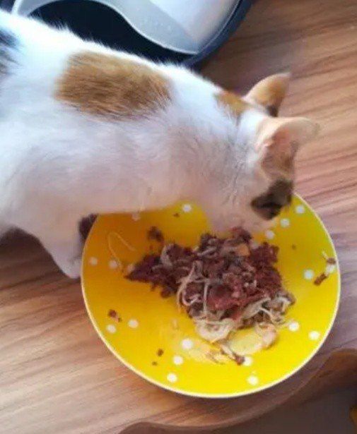 自制猫粮的最佳配方_怎么自制猫粮简单便宜