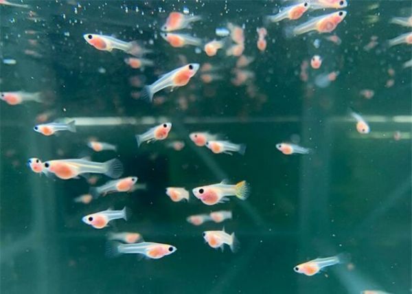 小鱼苗开口吃什么好？洄水，教你在家自制洄水，非常简单