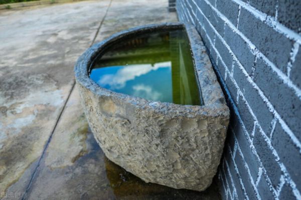 小鱼苗开口吃什么好？洄水，教你在家自制洄水，非常简单