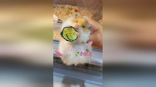 肉松馅包子。