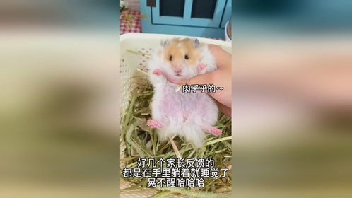 拥有一只性格很好的仓鼠是什么体验～