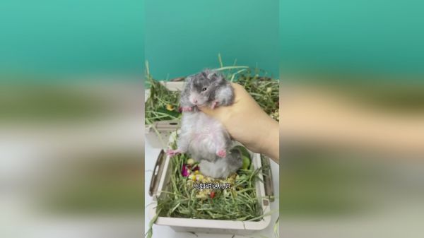 你见过一直在手上一动不动的鼠鼠吗？