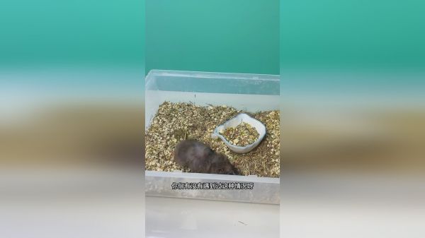  熊宝宝们都挂了……