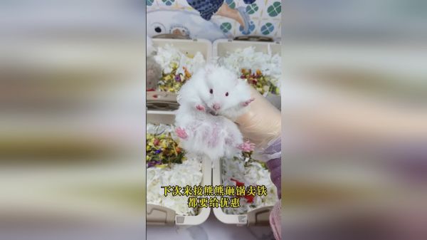 回家回家