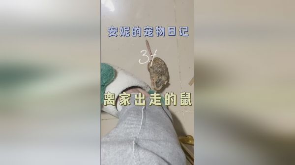  离家出走十几天后终于回来找我了！