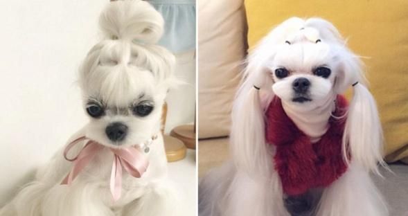 以马尔济斯短毛犬——一只可爱的宠物（探究以马尔济斯短毛犬的特点与养护方法）