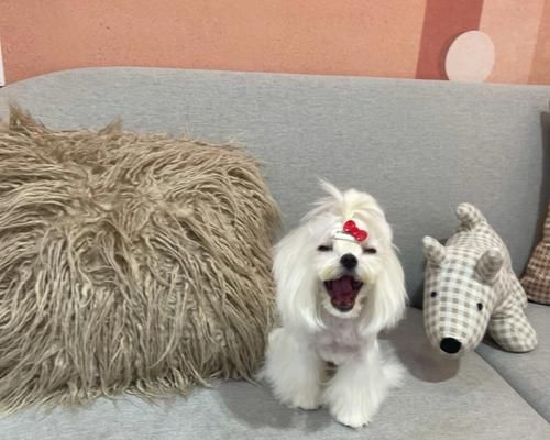 以马尔济斯短毛犬——一只可爱的宠物（探究以马尔济斯短毛犬的特点与养护方法）