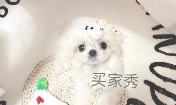 以马尔济斯短毛犬——一只可爱的宠物（探究以马尔济斯短毛犬的特点与养护方法）