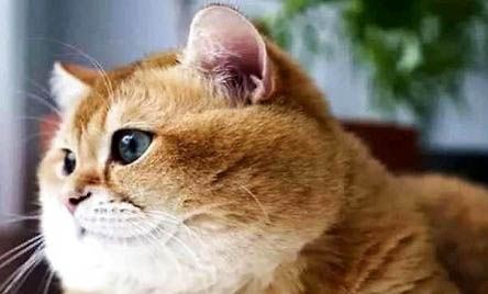 猫跑丢了能自己回来吗？