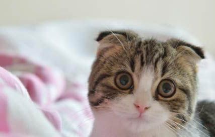 猫咪走丢了一般都躲在哪里