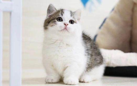 猫咪走丢了一般都躲在哪里