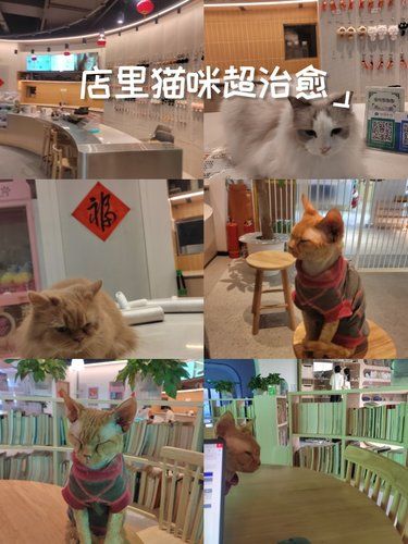 猫生活，慵懒得刚刚好