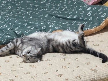 今天猫主子心情复杂了