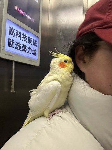 小鸟亲亲超治愈