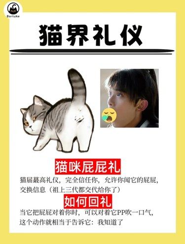 这些行为其实是猫咪的礼貌行为
