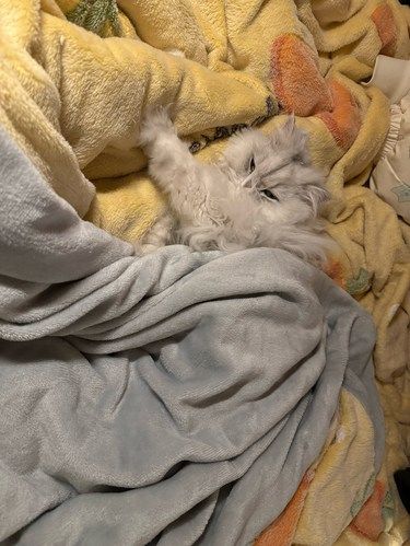 小猫床上呼呼大睡