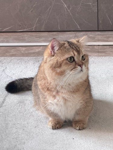 我的小助手是只懒猫
