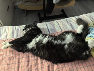 记录蝙蝠侠