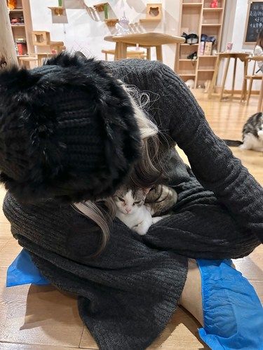 懒懒猫咪日常～