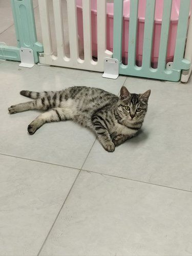 可爱的小猫屋