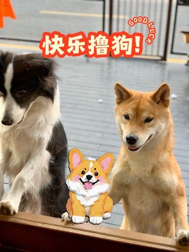 和狗子们玩耍有多快乐谁懂❗️