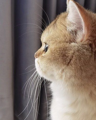 让我拥有了一只萌萌哒的小香猫～