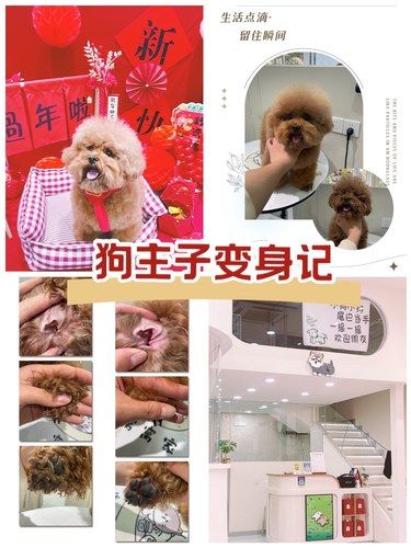 狗主子的变身记