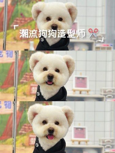 潮流狗狗造型师 ✂️