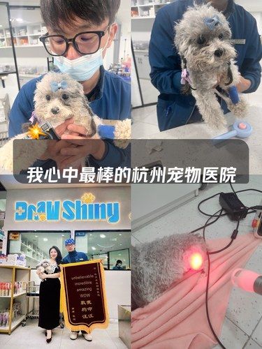 我心中最棒的杭州宠物医院 裂墙推荐