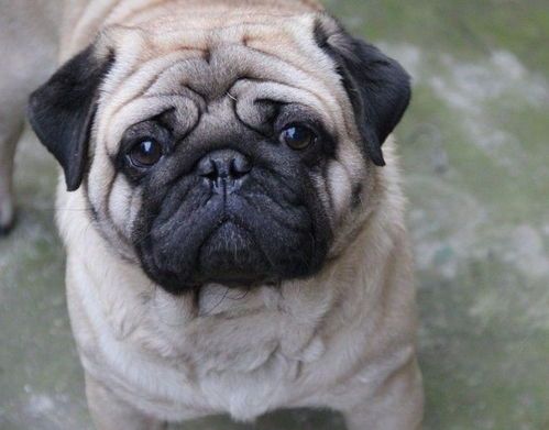 宠物养护攻略:巴哥犬养护要点全解析