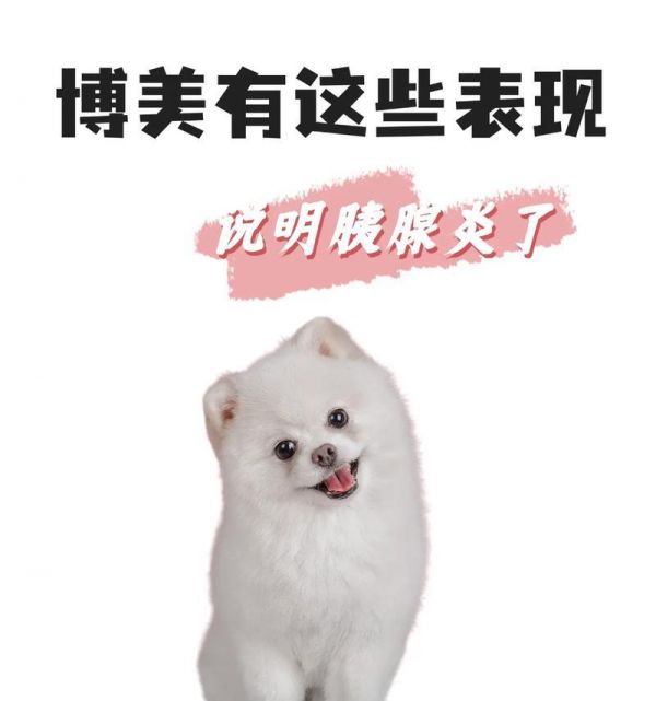 全面了解如何养护刚满月的博美犬（宠物医生强调的3点关键养护要点）