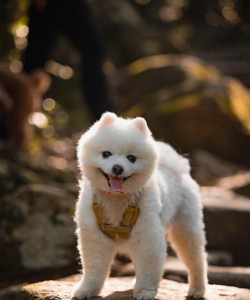 全面了解如何养护刚满月的博美犬（宠物医生强调的3点关键养护要点）