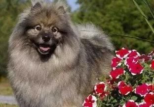 荷兰毛狮犬养护全攻略:新手必知的要点!