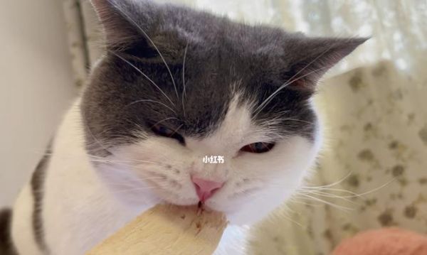 如何正确地喂养宠物小猫（关于小猫的饮食要点与建议）