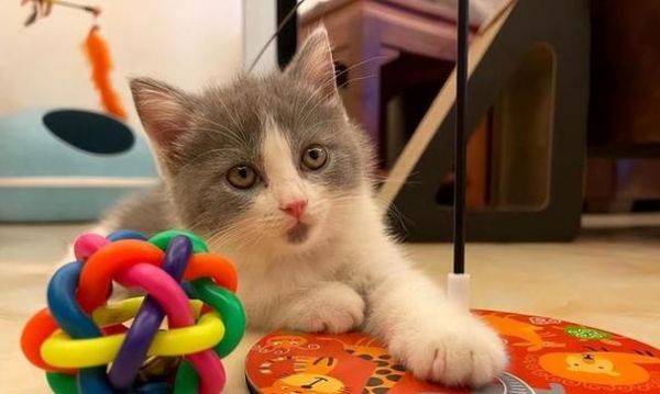 如何正确地喂养宠物小猫（关于小猫的饮食要点与建议）