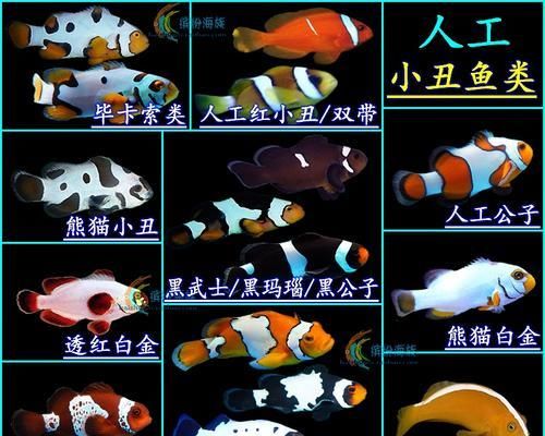 如何正确饲养透红小丑鱼（掌握5大要点）