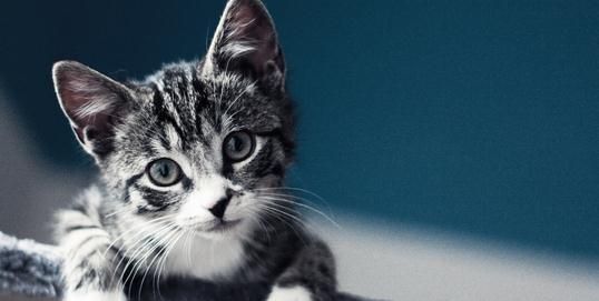 冬季猫咪养护指南（如何让你的猫咪在寒冷的冬天保持健康和快乐？）