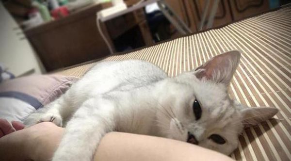 冬季猫咪养护指南（如何让你的猫咪在寒冷的冬天保持健康和快乐？）