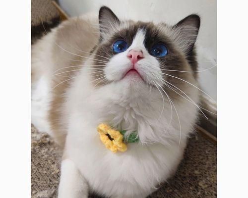猫咪的语言世界（解读猫咪的身体语言）