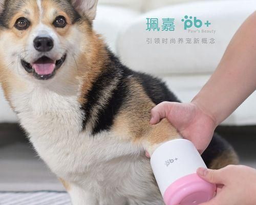 解读狗狗伸爪子的语言，了解它们内心的情感（解读狗狗伸爪子的语言）