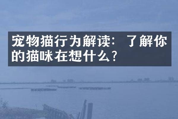宠物猫行为解读：了解你的猫咪在想什么？