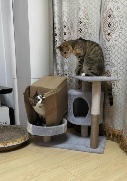 猫咪为何钟爱纸箱？（从宠物行为学角度解读猫咪的纸箱情结）