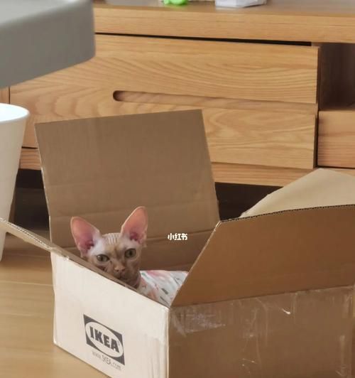 猫咪为何钟爱纸箱？（从宠物行为学角度解读猫咪的纸箱情结）