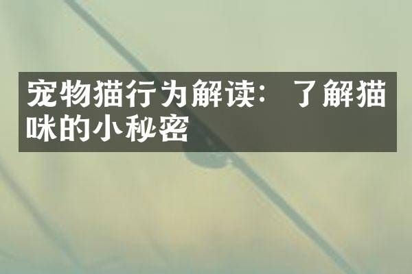 宠物猫行为解读：了解猫咪的小秘密