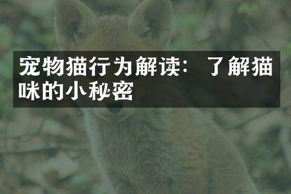宠物猫行为解读：了解猫咪的小秘密