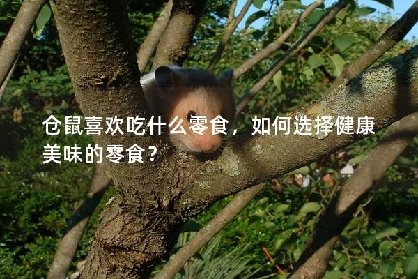 仓鼠喜欢吃什么零食，如何选择健康美味的零食？