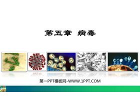 《病毒》PPT免费课件下载