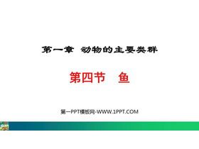 《鱼》PPT免费课件下载